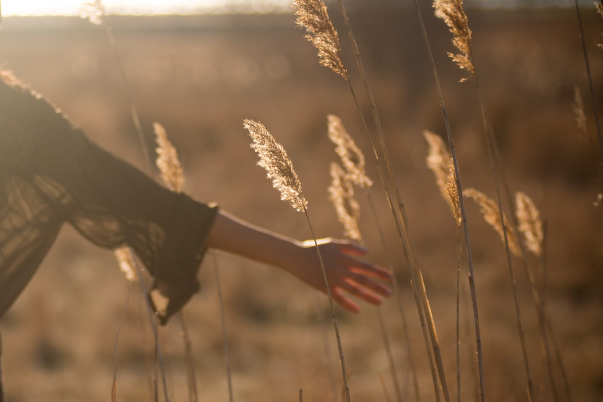 Photo d'un bras qui touche des plantes au couché du soleil